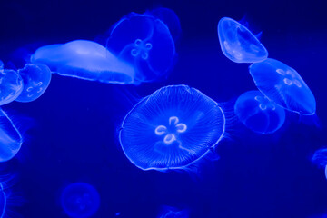 Moon jellyfish in a dark aquarium © belizar