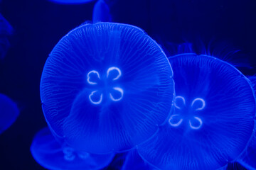 Obraz premium Moon jellyfish in a dark aquarium