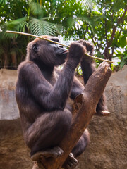 Western lowland gorilla is playing with a branch