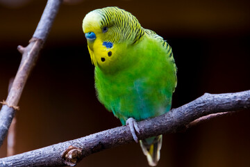 budgerigar or common parakeet in a volier in a zoo