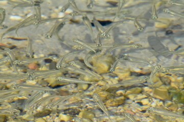 fish in the water small 