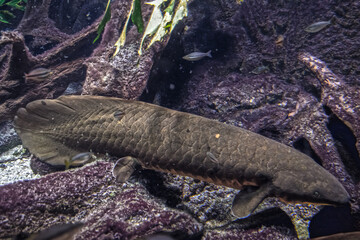 Australian lungfish in a zoo aquarium