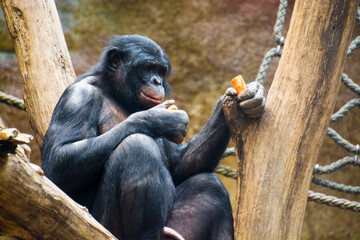 Bonobo, a chimpanzee species in a zoo
