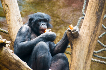 Bonobo, a chimpanzee species in a zoo