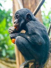 Bonobo, a chimpanzee species in a zoo