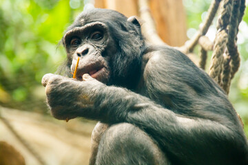 Bonobo, a chimpanzee species in a zoo