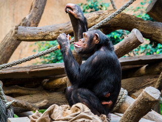Chimpanzee apes in Leipzig Zoo