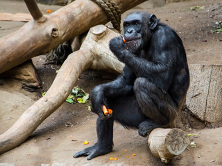 Chimpanzee apes in Leipzig Zoo