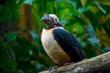 Visayan hornbill is sitting on a branch