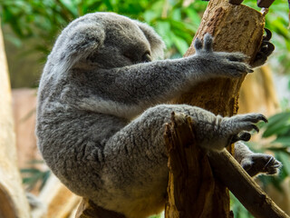 Naklejka premium Australian Koala bear is resting in a zoo