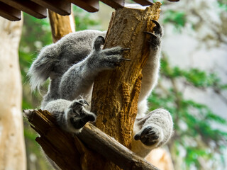 Australian Koala bear is resting in a zoo