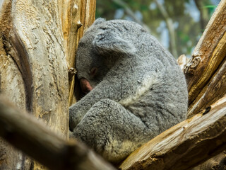 Australian Koala bear is resting in a zoo