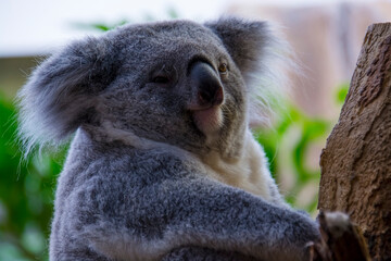Australian Koala bear in a zoo