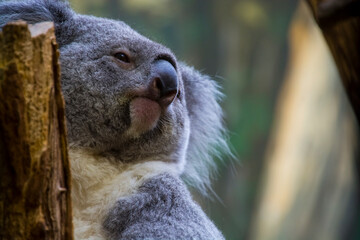 Australian Koala bear in a zoo