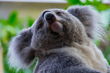 Australian Koala bear in a zoo