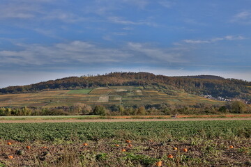 K&uuml;rbisfelder am Fu&szlig;e des Sch&ouml;nbergs in Freiburg