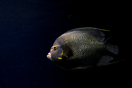 French angelfish in a dark aquarium