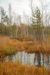 autumn trees in the forest