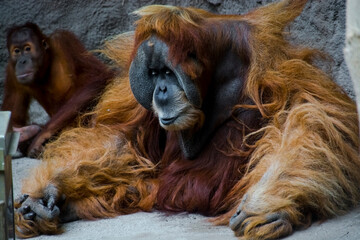 Naklejka premium Sumatran orangutan in a zoo