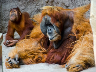 Sumatran orangutan in a zoo