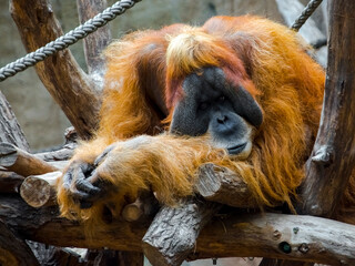 Sumatran orangutan in a zoo © belizar