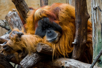 Sumatran orangutan in a zoo © belizar