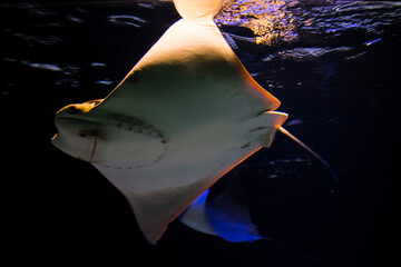 Oman cownose ray in an aquarium