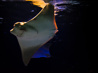 Oman cownose ray in an aquarium