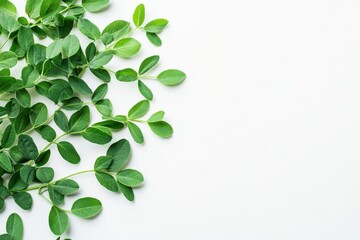 Top view of fresh fenugreek leaves from a garden used for curry on a white background
