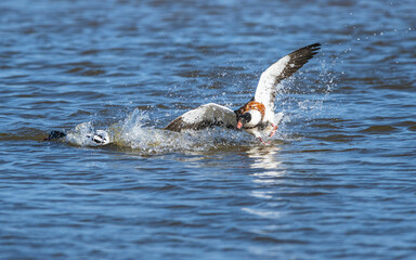 Obraz premium Common Shelduck, Tadorna tadorna birds in fight on marshes