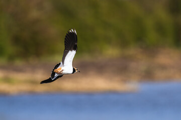 Northern Lapwing, Vanellus vanellus in a flight over autumn marshes