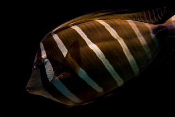 Sailfin tang fish in an aquarium