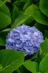 Close-up of a purple hydrangea bloom surrounded by lush green leaves. The vibrant flower contrasts with the rich foliage, creating a natural and colorful display of plant life.