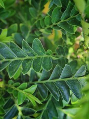 close up of green leaves background