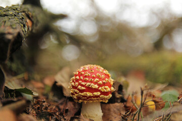 a beautiful cute little red fly agaric mushroom with white dots closeup in a forest in autumn with bokeh