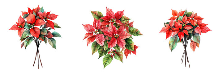 Set of Holiday-inspired red watercolor poinsettia branch with lush leaves, painted in detailed shades on transparent background. Ai generated