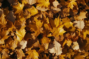 Autumn leaves background