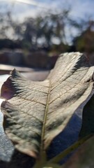 an autumn walnut leaf has fallen to the ground