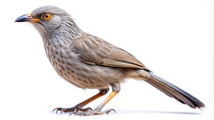 Fototapeta premium Grey avian stands alone against stark backdrop.