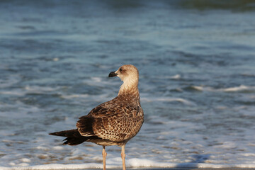 View of seagull on sea beach