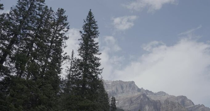 Tall trees with a big mountain in the background in Alberta