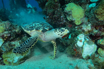 Hawksbill sea turtle in Caribbean sea