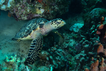 Hawksbill sea turtle in Caribbean sea