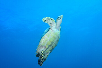 Hawksbill sea turtle in Caribbean sea