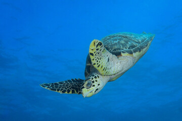 Hawksbill sea turtle in Caribbean sea