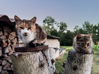 A pussy and a kitten and two stumps
