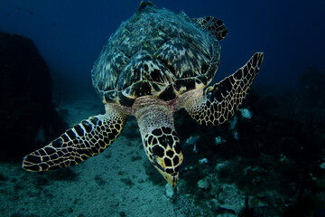 Hawksbill sea turtle in Caribbean sea