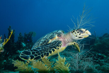 Hawksbill sea turtle in Caribbean sea