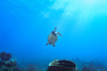 Hawksbill sea turtle in Caribbean sea