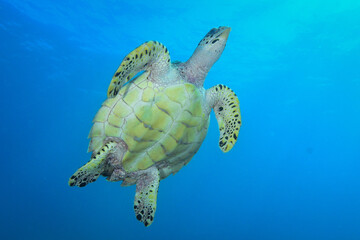 Hawksbill sea turtle in Caribbean sea
